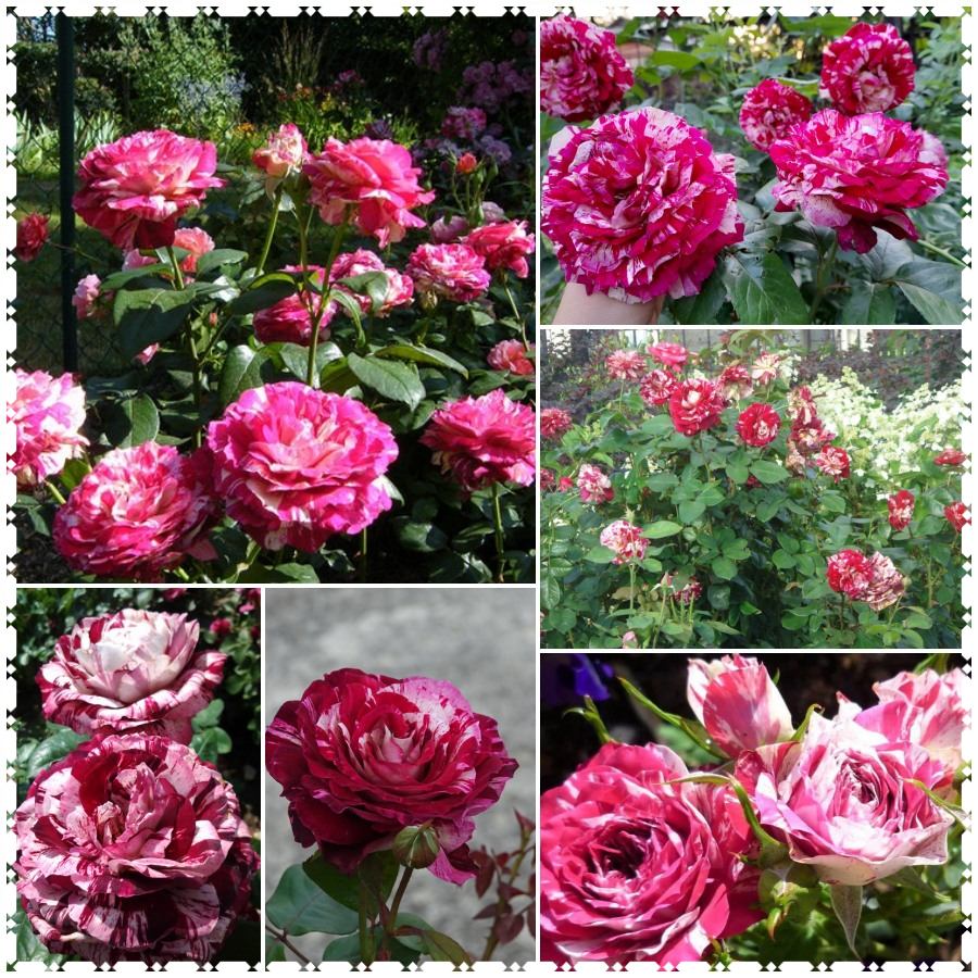 Róża wielkokwiatowa JULIO IGLESIAS